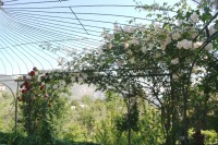 /album/i-fiori-di-casa-acquarella/img-8677r-jpg/