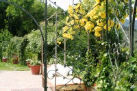 /album/il-salotto-nel-verde/img-8284r-jpg/